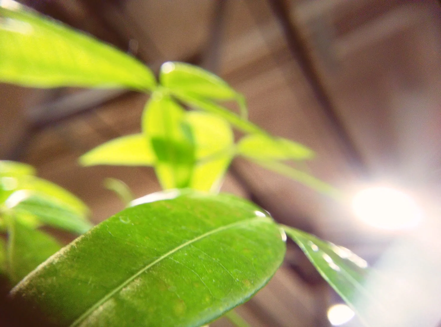 Effect Lens Duo - Image 6