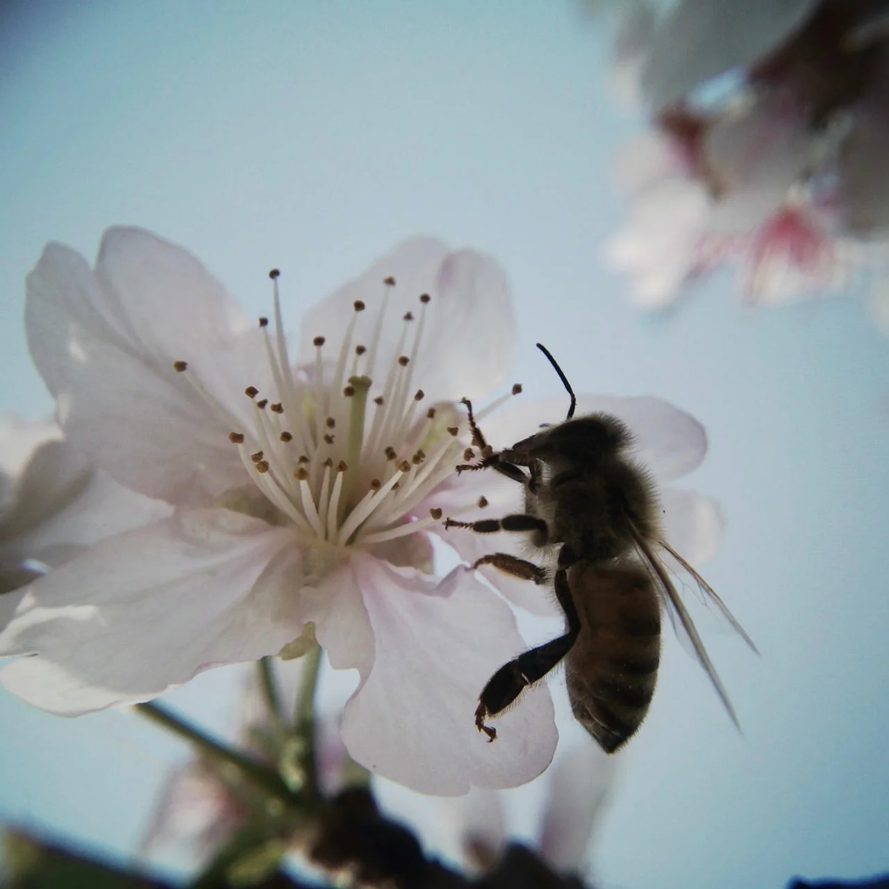 Effect Lens Duo - Image 9